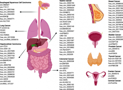 【Molecular Cancer综述】体液中circRNA作为癌症生物标志物应用于液体活检