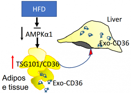 【Diabetes】韩雅玲院士团队：高脂饮食抑制AMPKα1，诱导外泌体释放和非酒精性脂肪肝的发展