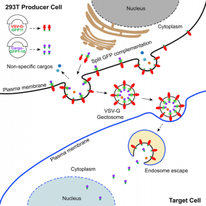 Cell子刊：可编程的细胞外囊泡用于大分子递送和基因组修饰