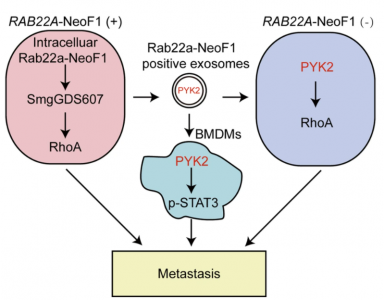 中山大学：外泌体中的Rab22a-NeoF1融合蛋白促进骨肉瘤肺转移