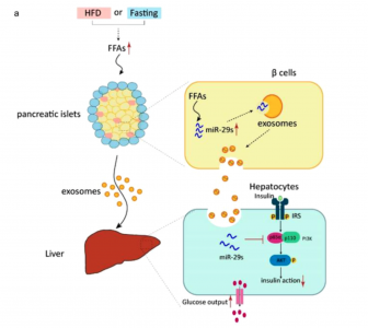 南京大学：胰腺β细胞通过分泌外泌体miR-29家族调节葡萄糖稳态