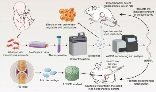 中国医科大学：华顿氏胶来源的间充质干细胞外泌体促进骨软骨再生