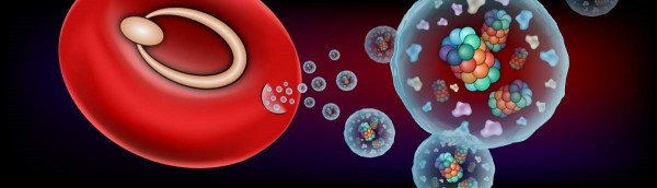 疟原虫在入侵红细胞前释放含20S蛋白酶体的囊泡 加速感染进程