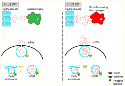JEV：浙江大学柯越海、张雪研究组发现磷酸酶Shp2调节小细胞外囊泡的生物发生