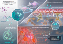 重庆大学研究人员开发了基于中性粒细胞外泌体的靶向胶质瘤的药物递送系统