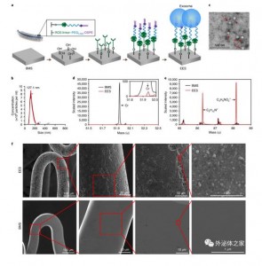 Nat Biomed Eng：外泌体涂层支架用于缺血性损伤后的血管组织修复