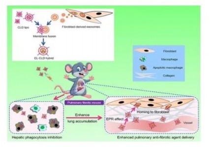 华东理工大学在肺纤维化靶向治疗研究领域取得新进展