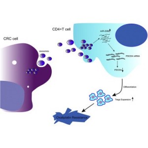 天津医科大学：外泌体miR-208b促进Treg细胞的扩增以及结直肠癌对奥沙利铂的耐药