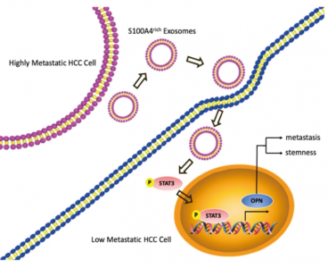 复旦大学：高转移性肝癌细胞来源的外泌体S100A4通过激活STAT3通路促进肿瘤转移