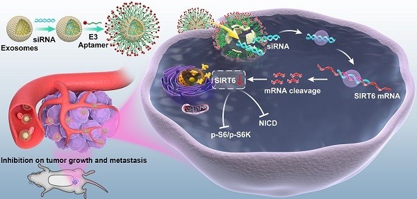 上海交通大学：工程化外泌体靶向SIRT6从而抑制前列腺癌的发生和转移