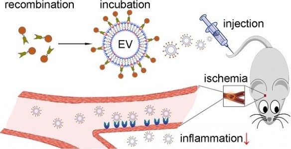 南京医科大学：神经祖细胞来源的细胞外囊泡用于治疗脑缺血后的炎症反应