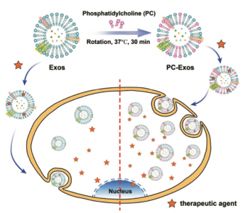 天津大学&天津医科大学 磷脂酰胆碱工程化的外泌体用于增强的肿瘤细胞摄取和胞内抗肿瘤药物递送