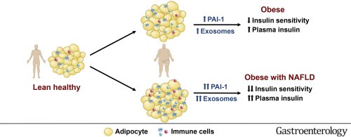 Gastroenterology：外泌体参与肥胖/非酒精性脂肪肝患者的胰岛素敏感性