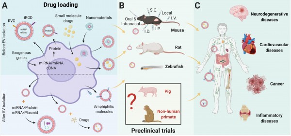 新加坡国立大学医学院/荷兰Utrecht大学医学中心: 细胞外囊泡作为药物递送载体—预临床研究系统综述