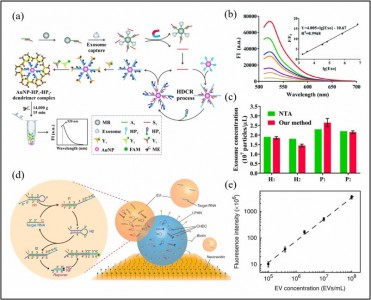 【综述】山东大学：纳米材料在外泌体的生物分析以及肿瘤治疗的研究进展