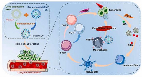 中山大学：基因工程外泌体-热敏脂质体混合纳米囊泡用于光热和免疫联合疗法