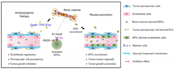【JEV】张冬梅/叶文才教授、曹义海院士合作：血管周围细胞EV在停用抗血管生成药物后刺激结直肠癌血运重建
