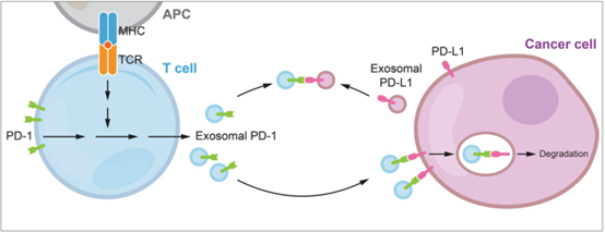 天津医科大学：T细胞衍生的外泌体PD-1减弱了PD-L1诱导的三阴性乳腺癌免疫功能障碍