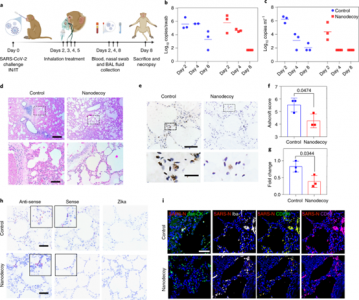 Nature Nanotechnology：细胞模拟纳米诱饵中和SARS-CoV-2并减轻COVID-19非人类灵长类动物肺损伤