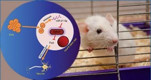 吉林大学研究人员揭示外泌体 microRNA改善 Rett 小鼠模型的行为和运动功能
