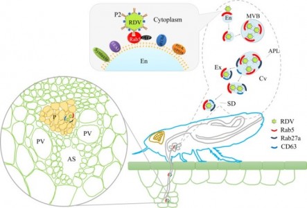 外泌体介导病毒从昆虫到植物韧皮部的水平传播