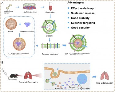 皖南医学院：一种靶向巨噬细胞的外泌体膜修饰的纳米药物，用于治疗过敏性哮喘