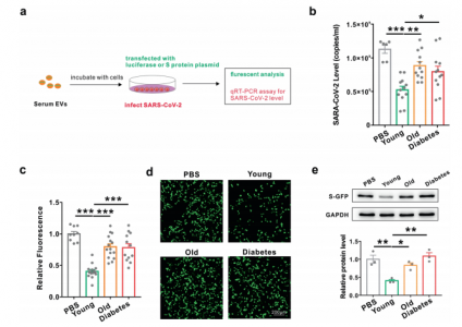 南京大学：老年人和糖尿病患者对新冠肺炎预后不佳的原因在于外泌体miRNA