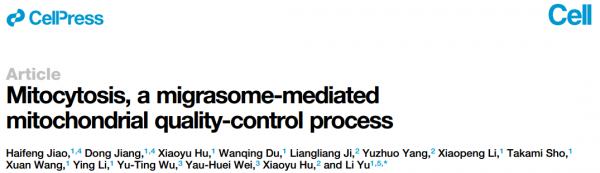 【Cell】清华大学俞立教授：迁移小体介导线粒体质量控制过程