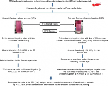 如何提升超速离心分离外泌体的得率