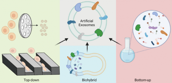 【综述】中南大学：人工外泌体在转化纳米医学中的应用
