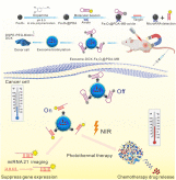 华中科技大学研究人员开发了基于外泌体的化学/基因/光热联合疗法，实现高效肿瘤治疗