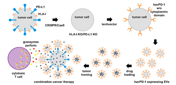 【Bioactive Materials】工程化的胞外囊泡用于肿瘤抗PDL1免疫和化疗的联合疗法