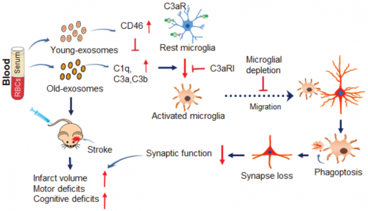 Circ Res：循环促炎外泌体在衰老过程中加重中风结果