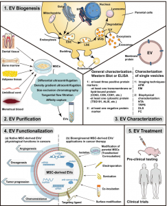 【综述】四川大学华西口腔医学院：间充质干细胞衍生的细胞外囊泡在肿瘤治疗中的作用