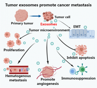 【Mol Cancer综述】肿瘤相关外泌体通过多种机制促进肺癌转移