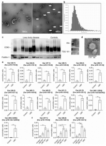 Acta Neuropathologica：路易体病中细胞外囊泡介导α-突触核蛋白传播