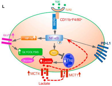 Cell Metabolism：肿瘤外泌体通过代谢重编程驱动转移前生态位中的免疫抑制巨噬细胞