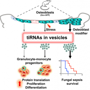 ​【Cell Stem Cell】哈佛大学：细胞外囊泡tiRNA调节造血祖细胞功能