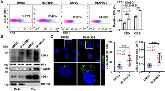 浙江大学蔡志坚课题组在Journal of Extracellular Vesicles发文揭示胞外囊泡生成新机制