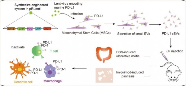Advanced Materials：工程化的间充质干细胞外细胞囊泡高表达PD-L1可用于自身免疫性疾病治疗