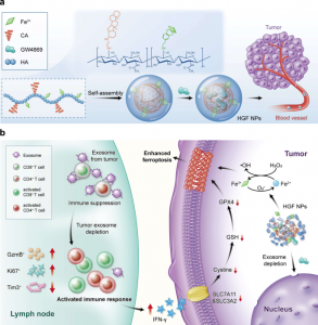 澳门大学：一种新的纳米单元用于逆转外泌体PD-L1的免疫抑制并增强肿瘤铁死亡