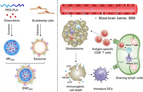 河北医科大学：外泌体-多柔比星纳米颗粒用于胶质母细胞瘤的免疫原性化疗