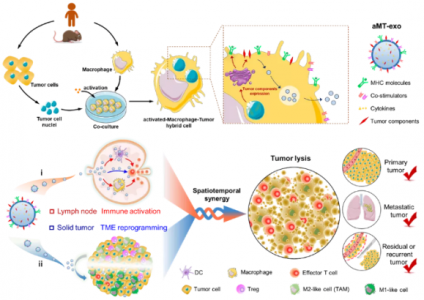 中科院过程所马光辉，魏炜研究组_Sci Tran Med：淋巴结-肿瘤细胞双靶向外泌体用于激活肿瘤免疫