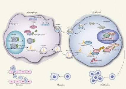 东南大学医学院：肿瘤来源的外泌体miR-19b-3p促进M2巨噬细胞极化和外泌体LINC00273分泌，促进肺腺癌转移