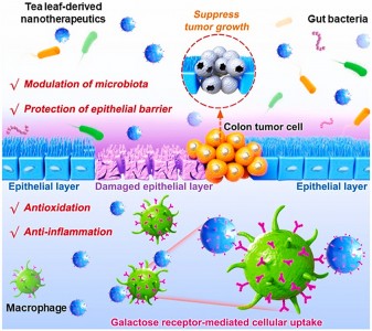 西南大学：口服茶叶来源的“绿色”纳米药物用于预防和缓解结肠疾病