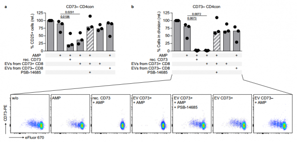 Nature子刊：CD8 T细胞分泌的CD73 EV促进腺苷产生介导免疫抑制