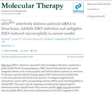 Molecular Therapy: 工程化细胞外小囊泡sEVsRVG 通过递送抗病毒siRNA靶向胎鼠头部抑制ZIKV感染并减轻病毒造成的鼠小头症