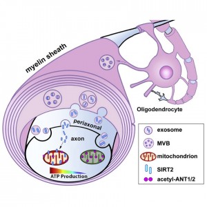 Neuron：少突胶质细胞通过传递外泌体SIRT2增强轴突能量代谢