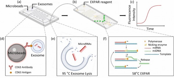 Biosens Bioelectron：一种进行外泌体miRNA等温扩增和检测的便携式系统