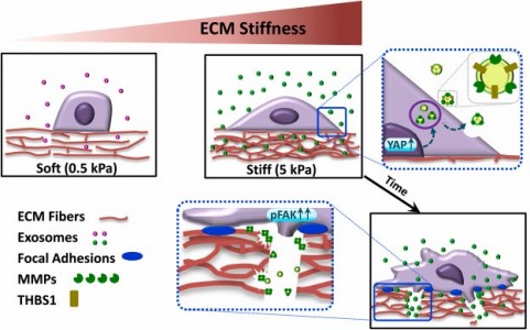 Biomaterials：外泌体在细胞外基质硬度的调节下驱动乳腺癌侵袭